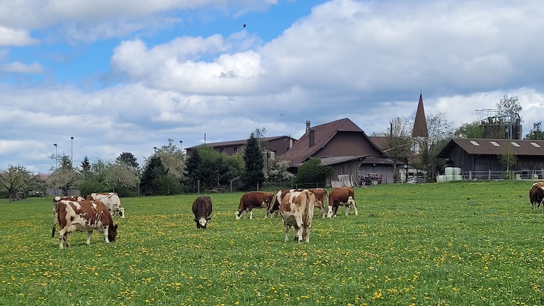 Kühe-auf-der-Weide