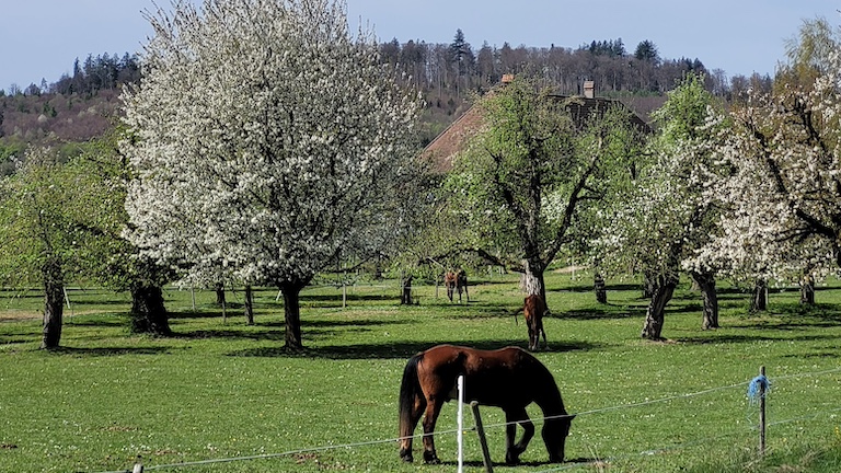 Pferde-am-Granitweg-12042024.jpg